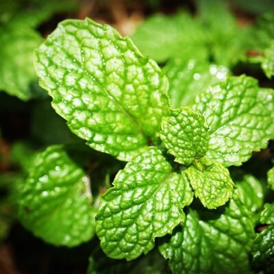 Spearmint (Organic)