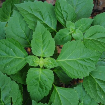 Patchouli Dark Indonesia