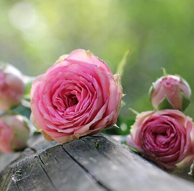 Rose Moroc (10%)