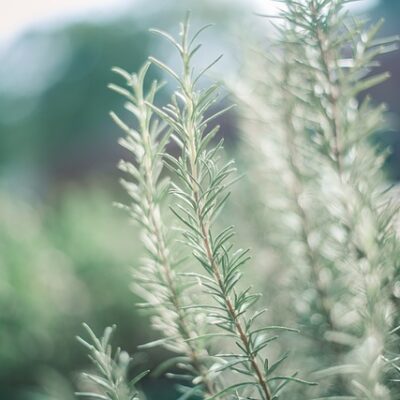 Rosemary (Organic)
