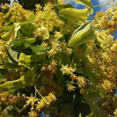 Linden Flower