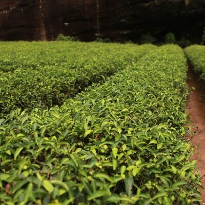 Tea Tree (Organic)