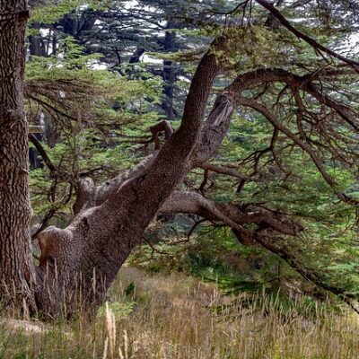 Cedarwood (Virginia)