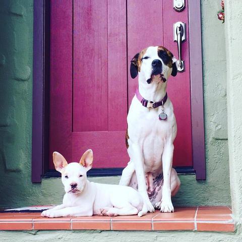 Dogs