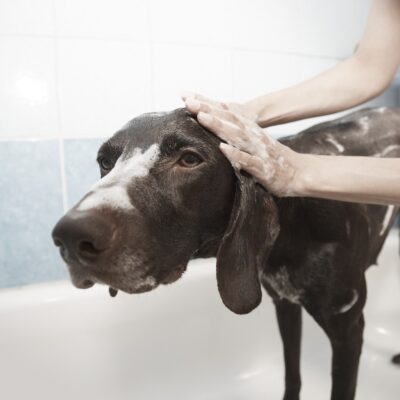 Pet Shampoo
