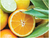 Agave Citrus