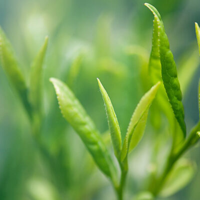 Green Tea Lemongrass