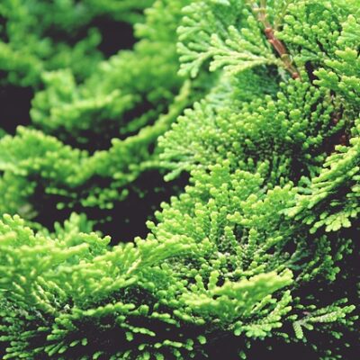 Cypress (Organic)