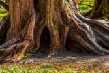 Ancient Woods