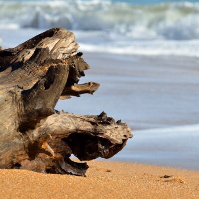 Amber Driftwood