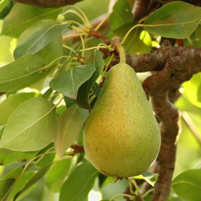 Pear (Green)