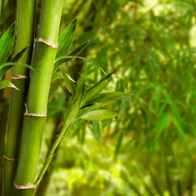 Bamboo (Body Time Inspiration)