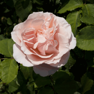 Tea Rose (by Body Time)
