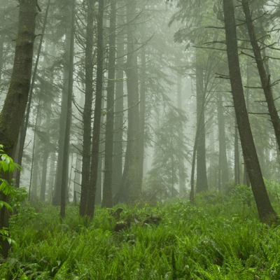 Fog & Fern